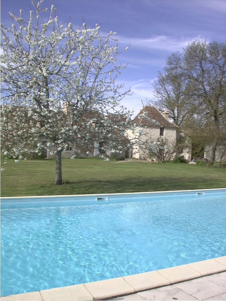 cherry blossom over the pool