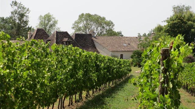 shady vineyard walk